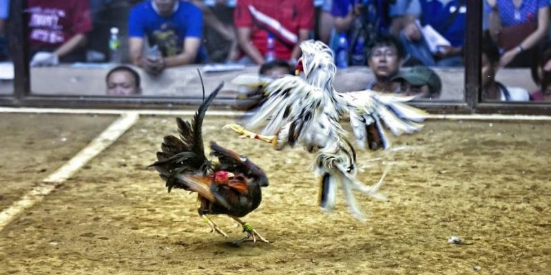 vietjack 10 qq88 bắn cá