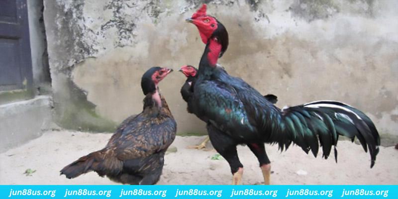 vietjack 10 casino hồ tràm có cho người việt vào không